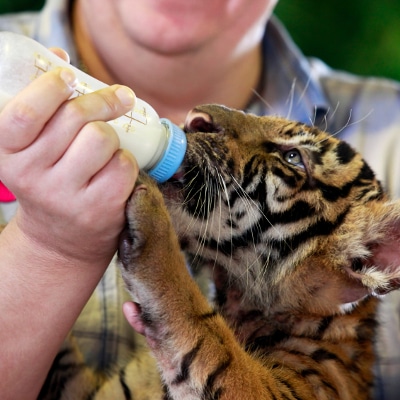 Feeding a tiger out of the bottle Feeding a tiger out of the bottle