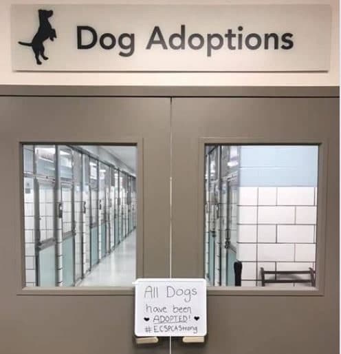 non-profit-good-news-dog-adoptions